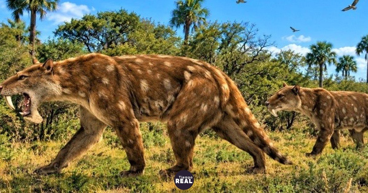 Descubren en Miramar al marsupial más joven con dientes de sable