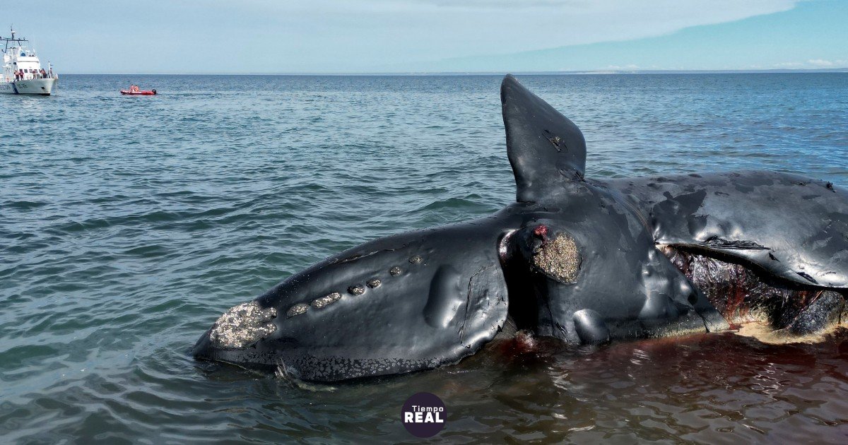 Ballenas francas mueren a ritmo récord en Península Valdés