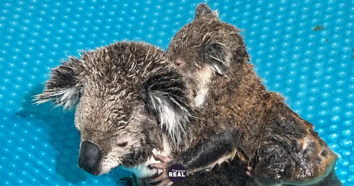 Koala madre y cría salvados de una piscina