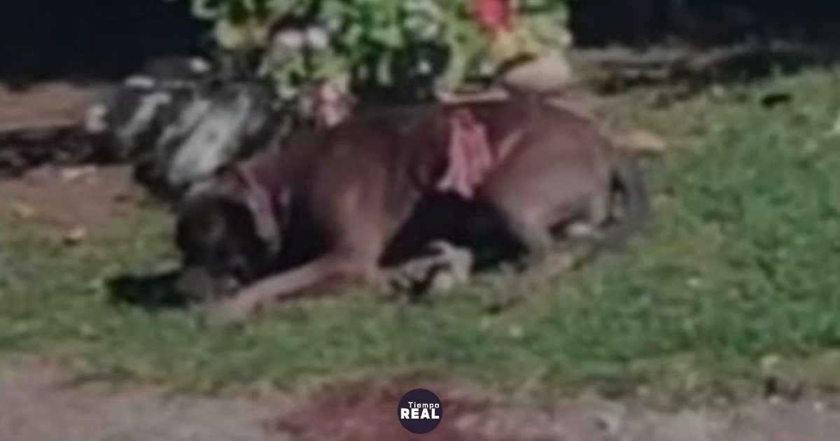 Vecinos apuñalan a pitbull que mordió a una jubilada de 82 años