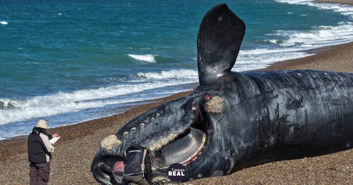 Mortalidad de ballenas francas en Chubut podría superar récord de 113 crías