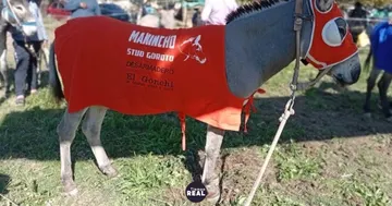 Dos detenidos por faenar al burro campeón que acompañaba la Semana Santa