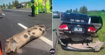 Un cerdo provoca choque en cadena de cuatro autos en la autopista
